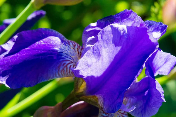 Irisblüten Hat Seinen Namen Von Dem Griechischen Wort Für Den — Stockfoto