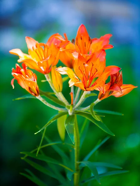 Lilium is a genus of herbaceous flowering plants growing from bulbs, all with large prominent flowers. Lilies are a group of flowering plants which are important in culture  in much of the world.