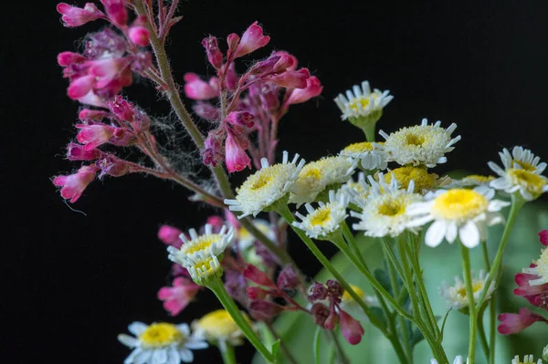 Yabani Çiçekler Tarla Çayır Bozkır Mavi Taç Içinde Toplanmış Çanlar — Stok fotoğraf