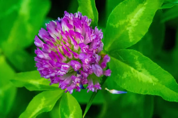Yonca Çiçeği Uçlu Yonca Yaprakları Bezelye Familyasının Yoğun Küresel Çiçek — Stok fotoğraf