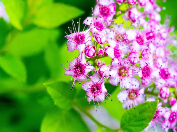 Spiraea Japonica Japanese Meadow Japanese Spirea Korean Plant Family Rosaceae — Stock Photo, Image