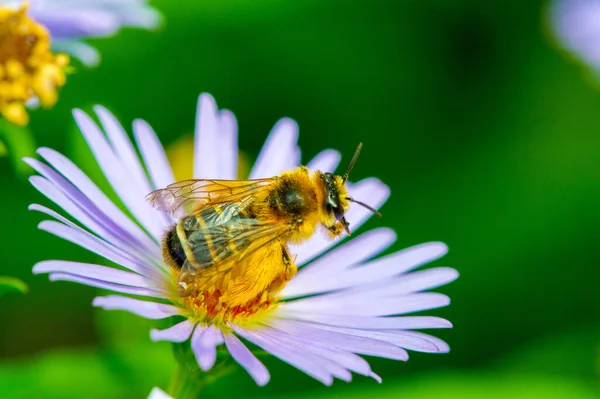 Nombre Aster Proviene Palabra Griega Que Significa Estrella Que Significa —  Fotos de Stock