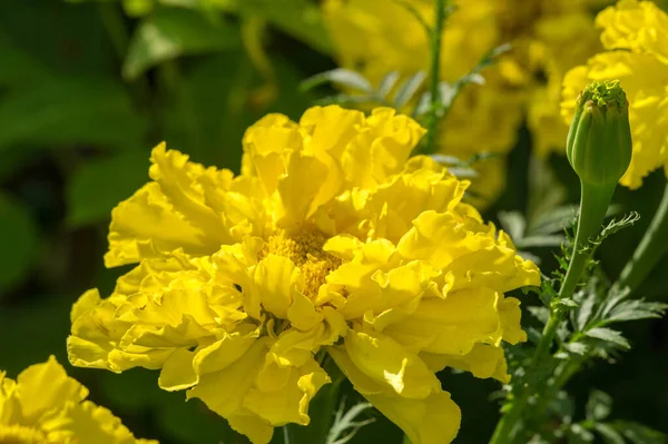 재배되는 품종인 Marigold Tagetes 아프리카식 프랑스식 단어로 다양하게 알려져 있는데 — 스톡 사진