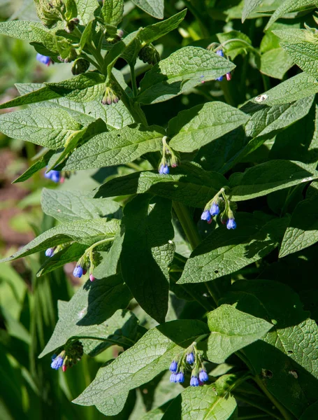 Symphytum Originario Piante Fiore Della Famiglia Delle Boraginaceae Conosciuto Collettivamente — Foto Stock