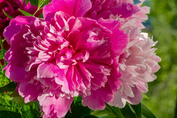 Peonia Peonia Vengono Dall Asia Dall Europa Dal Nord America — Foto Stock