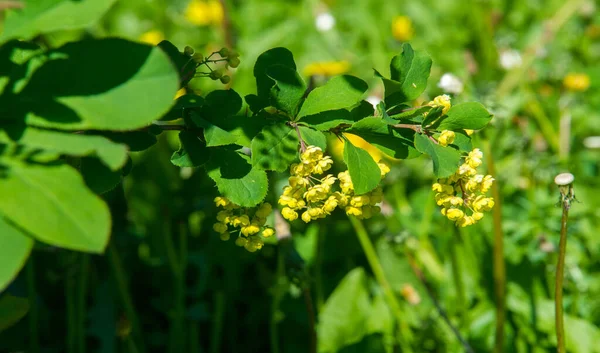 Berberis Vulgaris Berberiler Berberis Vulgaris Familyasından Bir Böğürtlen Türü Yenilebilir — Stok fotoğraf