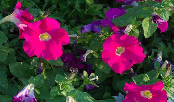 Petunia is one of the flowering plants of South American origin. This is the name of the French national name, the word petun, which means tobacco, from the language of Tupi - Guarani.