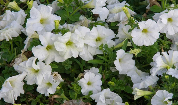 Petunia is one of the flowering plants of South American origin. This is the name of the French national name, the word petun, which means tobacco, from the language of Tupi - Guarani.