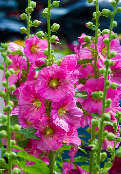 Althaea Officinalis Malva Pântano Uma Espécie Perene Nativa Europa Ásia — Fotografia de Stock