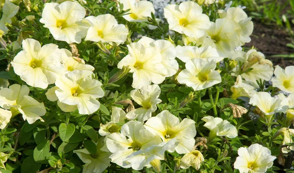 Petunia is one of the flowering plants of South American origin. This is the name of the French national name, the word petun, which means tobacco, from the language of Tupi - Guarani.