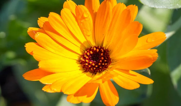 Calendula Plants Genus Tagetes Назва Походить Від Імені Діви Марії — стокове фото