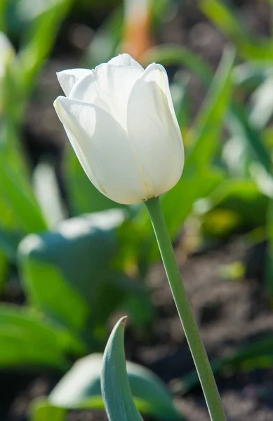 Tulpen Tulipa Bilden Eine Gattung Frühlingsblühender Mehrjähriger Krautiger Zwiebelgewächse Die — Stockfoto
