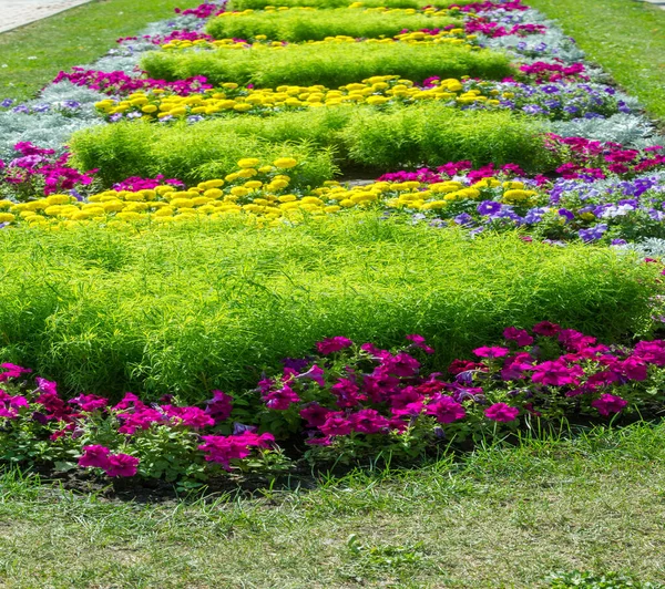 Florale Landschaftspflege Bringt Farbe Die Straßen Der Stadt Stadtbeete Mit — Stockfoto