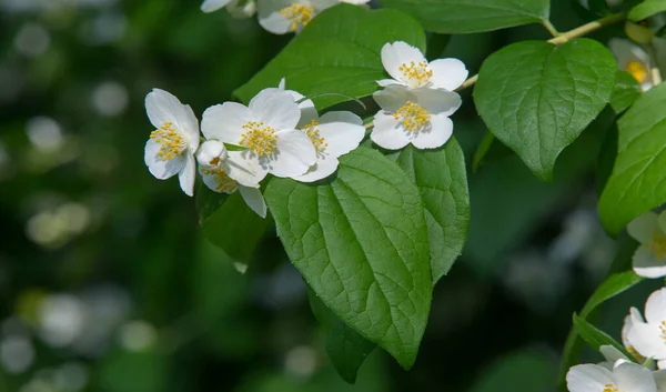 Jazmín Arbusto Del Viejo Mundo Planta Trepadora Que Lleva Flores —  Fotos de Stock