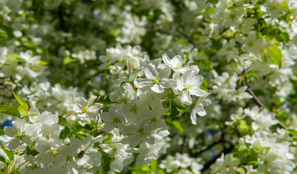 Fleurs Pomme Fleur Pomme Soleil Sur Fond Vert Naturel Les — Photo