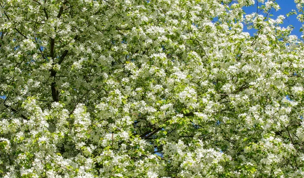 Apple Flowers Apple Blossom Slunci Nad Přírodním Zeleným Pozadím Bílé — Stock fotografie