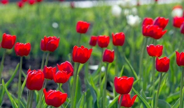 チューリップチューリップは 球根を貯蔵器官として持つ春咲きの多年生草本球根状複葉植物の属を形成します 明るく明るい色 一般的に赤 ピンク — ストック写真