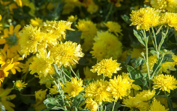 花の花束 魅力的に配置された束の花 特に贈り物として提示されたものや儀式で運ばれたもの — ストック写真