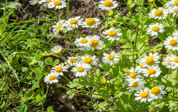 카모마일 꽃입니다 카모마일 데이지 데이지 꽃처럼 흰색과 노란색 데이지와 향기로운 — 스톡 사진