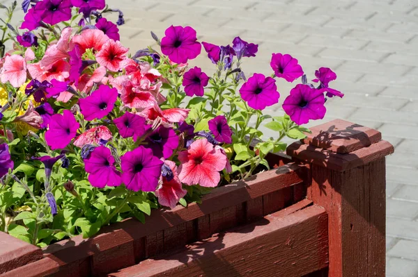 Petunia Plant Nightshade Family Brightly Colored Funnel Shaped Flowers Native Stock Picture