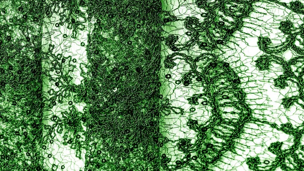 배경에 녹색의 레이스 이것은 무게의 미묘하고 레이스이며 디자인 오버레이 악센트에 — 스톡 사진