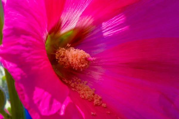 Mallow Edible Flower Form Leafy Vegetables — Stockfoto