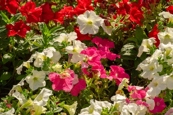 Petunia Ascendencia Sudamericana Una Flor Popular Del Mismo Nombre Vino —  Fotos de Stock