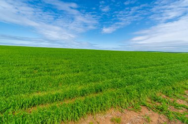 Bahar fotoğrafçılığı, bulutlu gökyüzü manzarası. Nitrojen ve fosfat gübreli genç buğday, yeşil lahanalar, tahıllar ve beyaz unun hazırlandığı tahıllar.