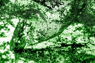 Doku, desen, beyaz bir arka plan üzerinde yeşil dantel kumaş. Bu orta ağırlık ince ve şık dantel ve tasarım için mükemmel, arka planlar için bindirmeler, diğer aksan