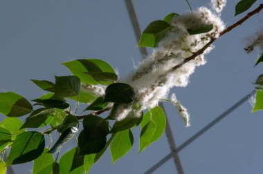 Kavak tüyü kar yığınına dönüşecek. İdeal şehir ağacı, diğer türlerden dört kat daha fazla karbondioksit emilir.