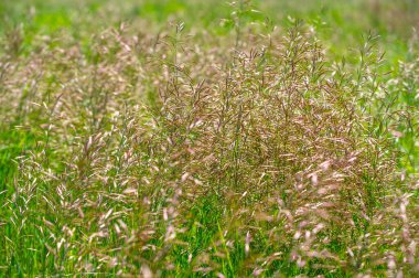Doku, arkaplan, desen, tarlanın sığ derinliği, çayırdaki çimenler, tipik olarak dar yapraklı bitkilerden oluşan bitki örtüsü, çim ve çayırlarda yetiştirilen yabani veya ekili bitkiler.