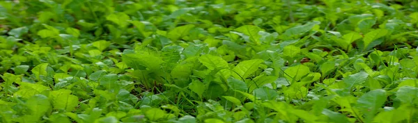 Profundidade Rasa Desfocada Campo Grama Prado Vegetação Que Consiste Plantas — Fotografia de Stock