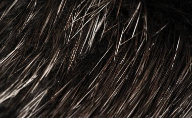 Arka plan dokusu, dekoratif süs, vahşi hayvan su kuşu kürkü, hindiba, Güney Amerika 'ya özgü, yarı su canlısı kemirgen gibi büyük bir kunduz.. 