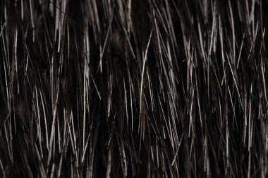 Arka plan dokusu, dekoratif süs, vahşi hayvan su kuşu kürkü, hindiba, Güney Amerika 'ya özgü, yarı su canlısı kemirgen gibi büyük bir kunduz.. 