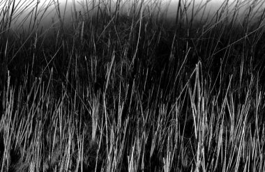 Arka plan dokusu, dekoratif süs, vahşi hayvan su kuşu kürkü, hindiba, Güney Amerika 'ya özgü, yarı su canlısı kemirgen gibi büyük bir kunduz.. 