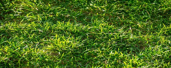 Profundidad Poco Profunda Borrosa Del Campo Hierba Del Prado Vegetación — Foto de Stock