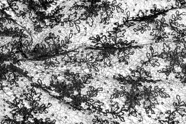 Textur Muster Spitzenstoff Schwarz Auf Weißem Hintergrund Dieses Wunderschöne Gewebe — Stockfoto