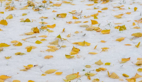 Tenemos Nuestra Primera Nieve Temporada Durante Noche Desempolvando Otoño Con —  Fotos de Stock