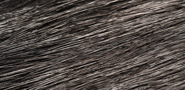 Background texture, decorative ornament, fur of wild animal waterfowl, nutria, a large semiaquatic beaverlike rodent, native to South America. 