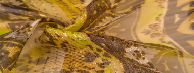 Doku, desen, arkaplan, koleksiyon, ipek kumaş, kadın narin atkı, yeşil-kahverengi renk, soyut baskı, zarif tasarım.