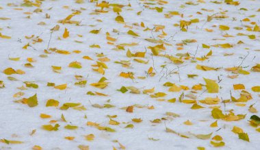 Sezonun ilk karı, kışın şekerle toz almak için sonbaharda geldi. Güneşin değdiği yerde eridi, kar gölgede kaldı, kışı aydınlattı..