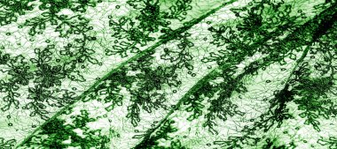 Doku, desen, beyaz bir arka plan üzerinde yeşil dantel kumaş. Bu orta ağırlık ince ve şık dantel ve tasarım için mükemmel, arka planlar için bindirmeler, diğer aksan