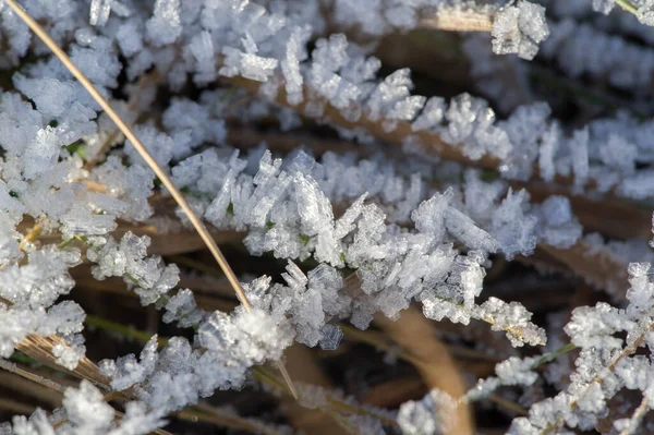 Textur Hintergrund Muster Frost Auf Den Graszweigen Eine Ablagerung Kleiner — Stockfoto