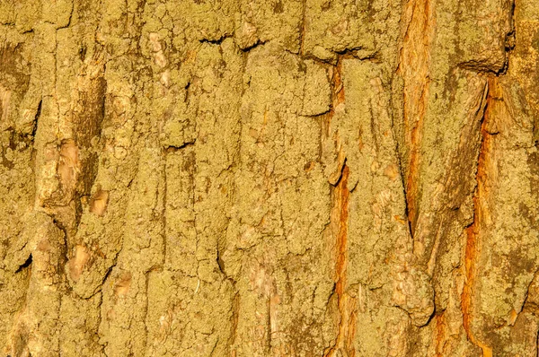 Texture Background Pattern Tree Bark Sunset Lighting Street Forest Part — Stock Photo, Image