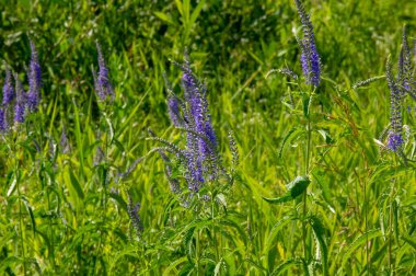 Yabani çiçek (yabani çiçek), yabani doğada yetişen, yani kasten tohum ekilmemiş veya ekilmemiş bir çiçektir..