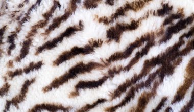 Doku, kürk, şekil. Leoparın altına boyanmış koyun derisi. üzerinde yün olan bir koyun derisi. dekorasyon veya koruma olarak, boya ile (bir şey) yüzeyini kapsayacak.