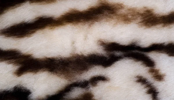 Textura Piel Figura Piel Oveja Pintada Bajo Leopardo Piel Oveja —  Fotos de Stock