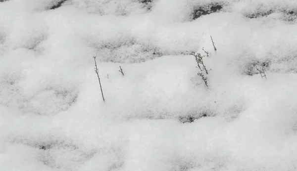 Tenemos Nuestra Primera Nieve Temporada Durante Noche Desempolvando Otoño Con —  Fotos de Stock