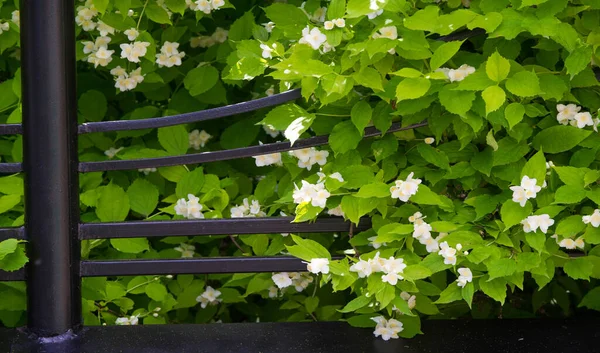 Jazmín Arbusto Del Viejo Mundo Planta Trepadora Que Lleva Flores — Foto de Stock