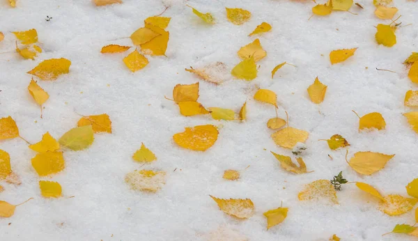 Got Our First Snow Season Night Dusting Fall Sugar Winter — Stock Photo, Image